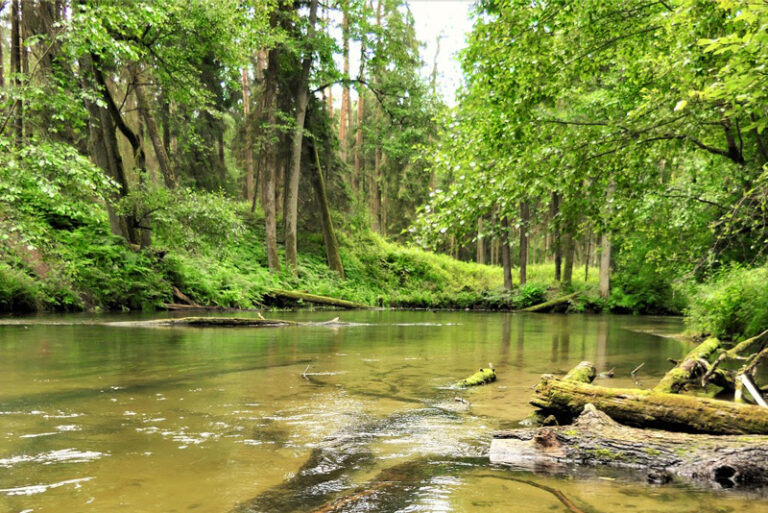 marozka swaderki kurki